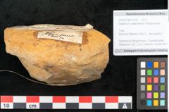 Foto (Objekt + Etikett) von Asplenium palaeodarea Ettingshausen (NHMW-GEO-2024-0188-10325)